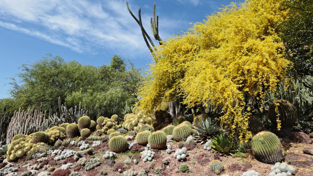 A view of the Huntington's Desert Garden with cactus, succulents and blooming trees.