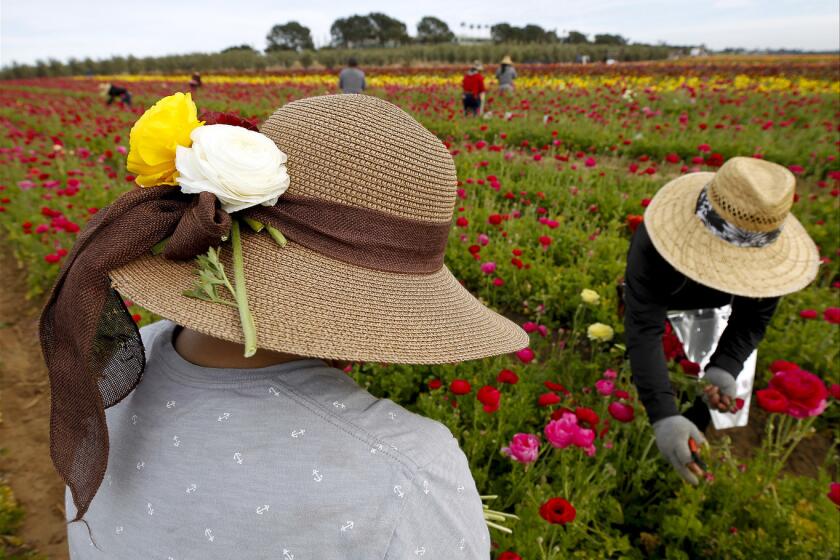 Joel Lopez has ranunculus flowers in her hat as she and other workers pick ranunculus flowers.