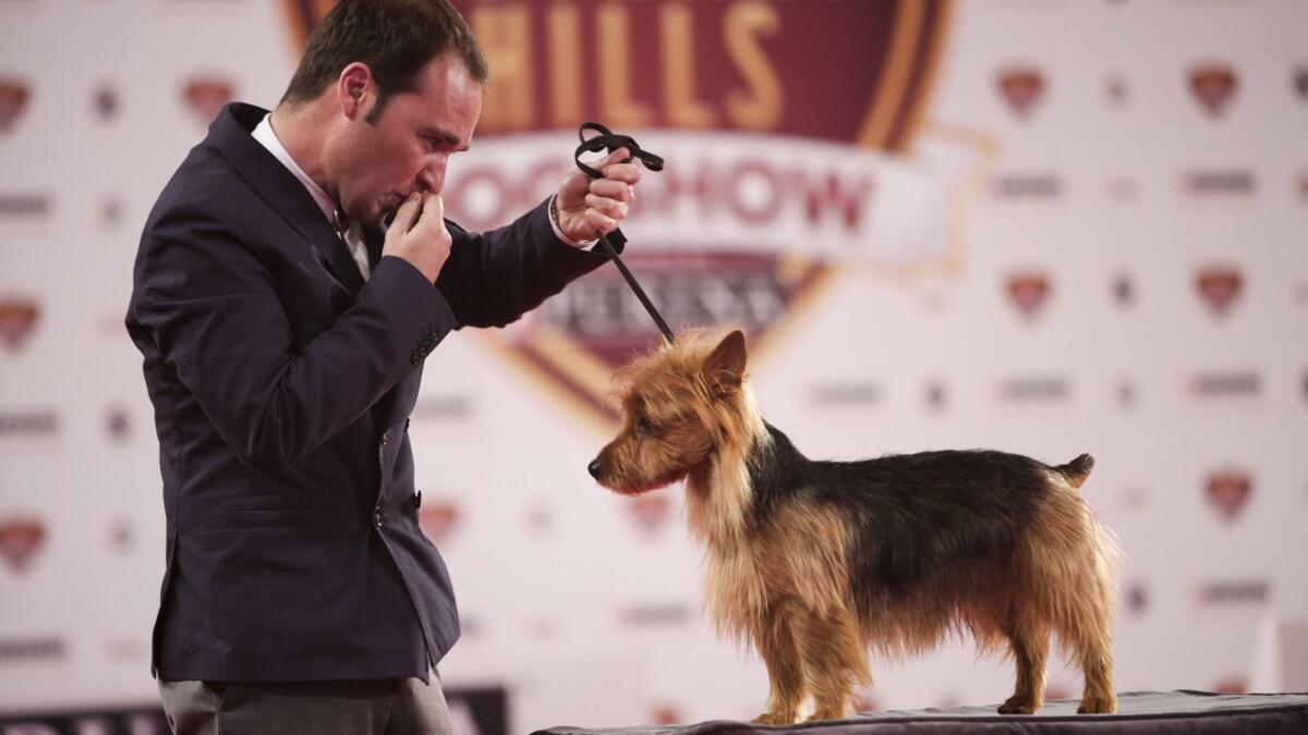 Handler Robert D'Alterio and his Australian Terrier, Christhill General Dwight Davidcompete during the second annual Beverly Hills Dog Show.