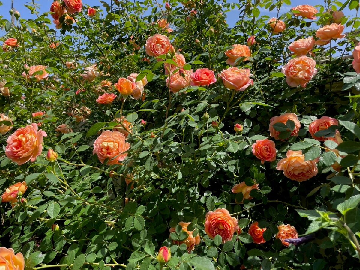 A bush is filled with the salmon-copper colored blooms of Lady of Shalott roses.