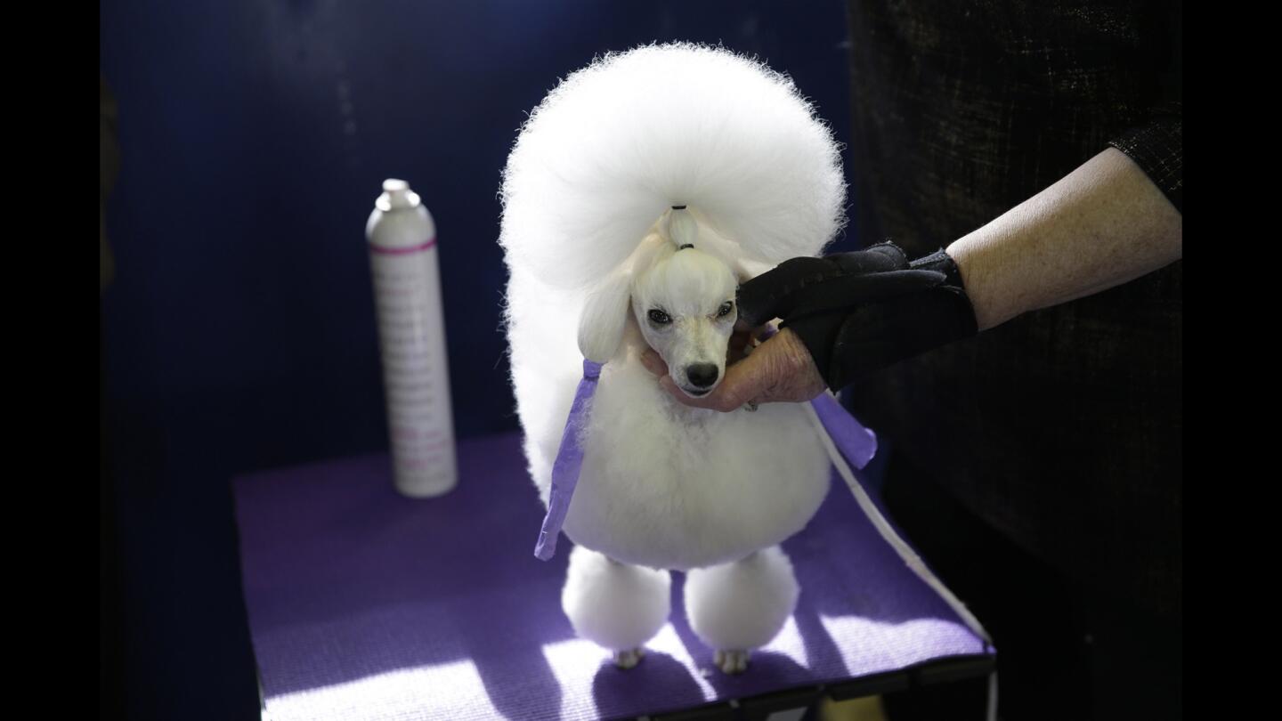 Westminster Kennel Club Dog Show