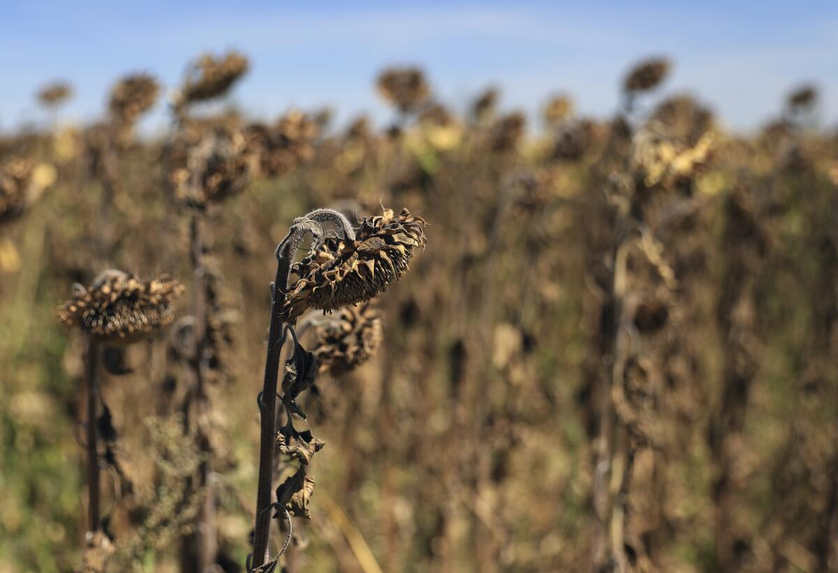 Parched sunflowers