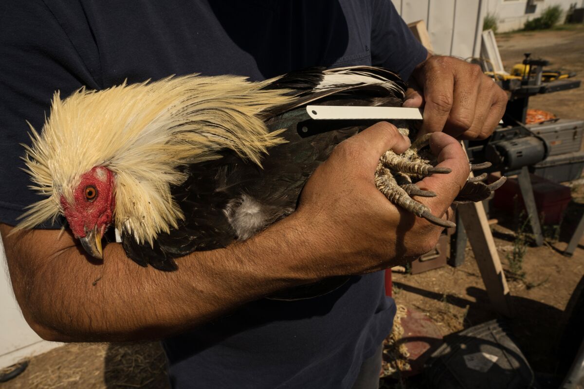 T.B. holds one of his chickens at his home in the Central Valley.