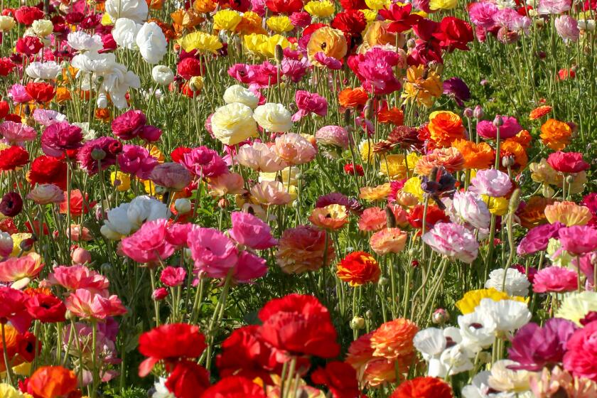 Giant Tecolote ranunculus bloom at The Flower Fields in Carlsbad.