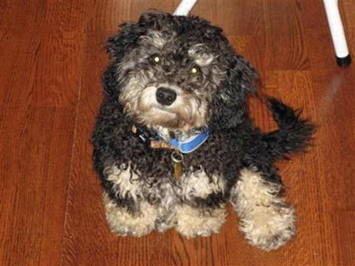 In a photo provided yesterday by Andrew and Fran Osiason, their 15-pound cockapoo named Pawlee is seen at their home in Wyckoff, N.J. The 8-month-old Pawlee surprised his family Sunday morning when he scared off a mother bear and her two cubs after they had strayed into his back yard.