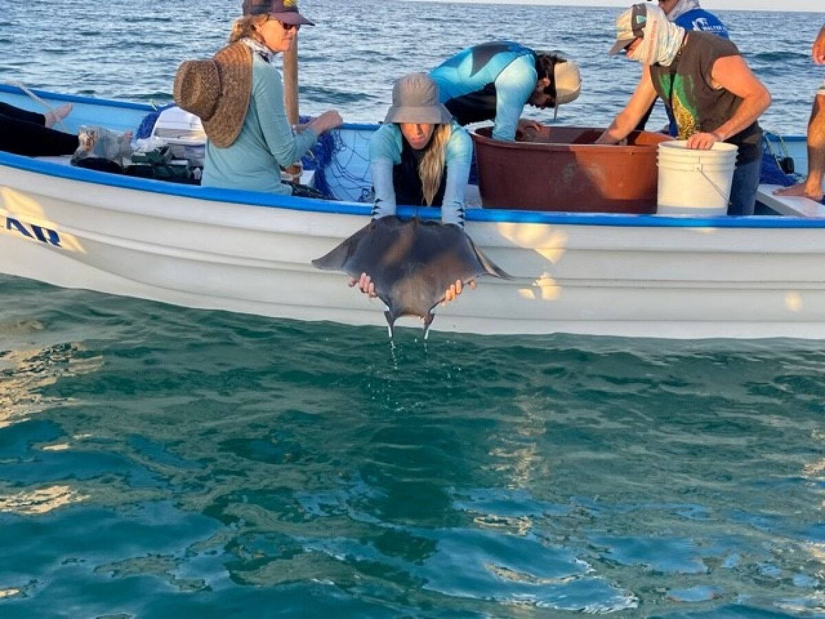 Marta Diaz Palacious releases a tagged Munk ray back into the ocean.
