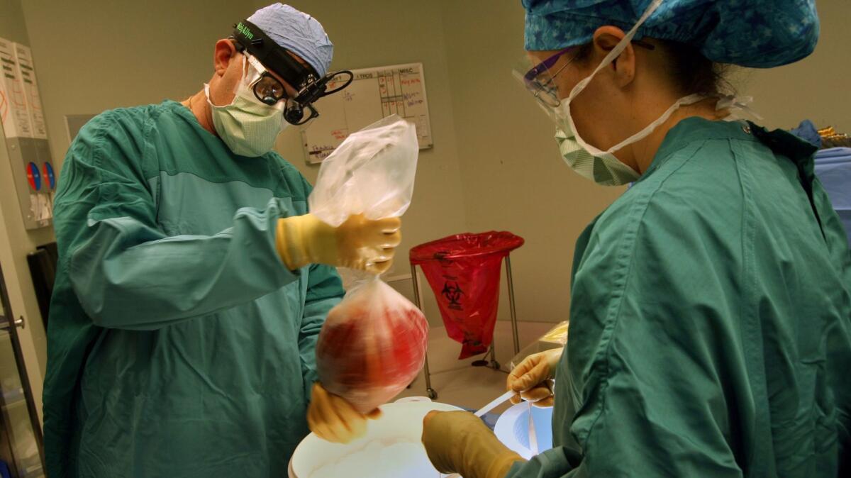 A donated liver is prepared for transplantation into a Florida patient.