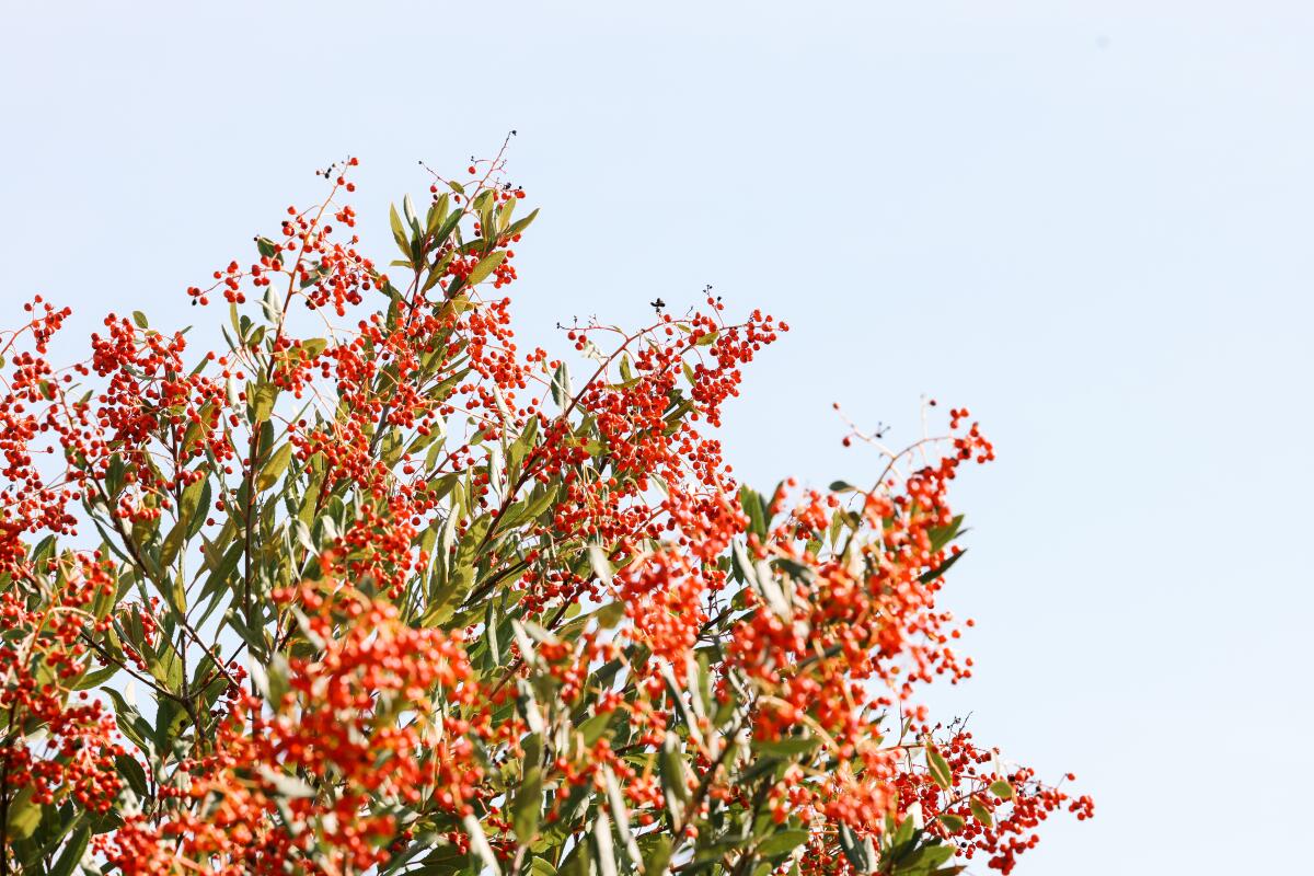 A toyon shrub thick with red berries at the Rio de Los Angeles State Park 