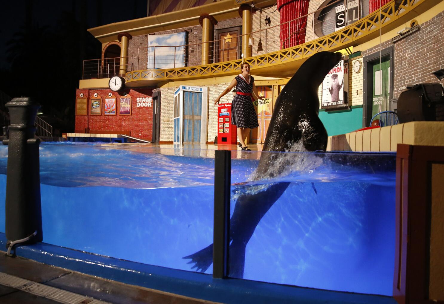 SeaWorld's new sea lion show in the works in Orlando – Orlando Sentinel