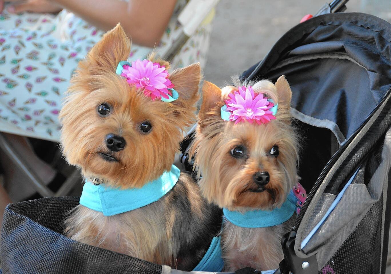 Skittle and Crickett came dressed in costumes as part of the Dapper Dog Social held at the Historic Heritage House of Orange County in Santa Ana.