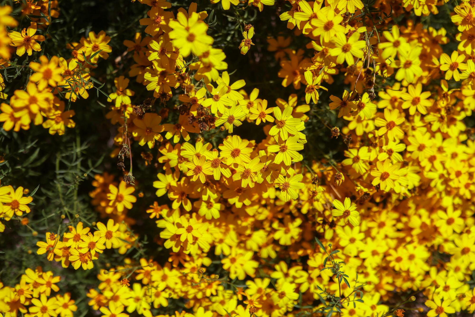 Flores de caléndula mexicana de color amarillo brillante 