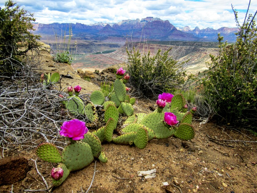 Beavertail cactus flowers at Gooseberry Mesa, Utah.