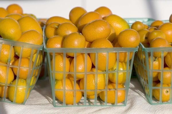 Nagami kumquats