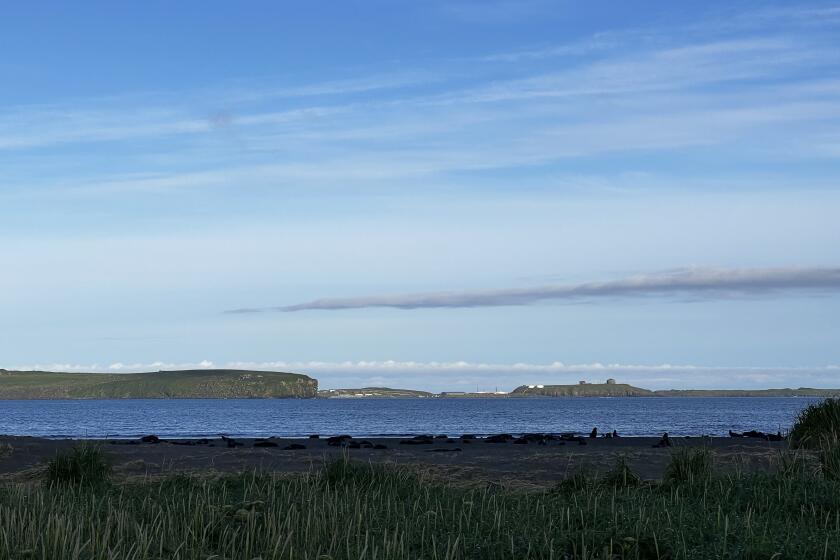 This undated photo provided by Aleut Community of St. Paul Island Ecosystem Conservation Office shows a view of St. Paul Island, Alaska, including the developed area that includes homes and water towers. (Aleut Community of St. Paul Island Ecosystem Conservation Office via AP)