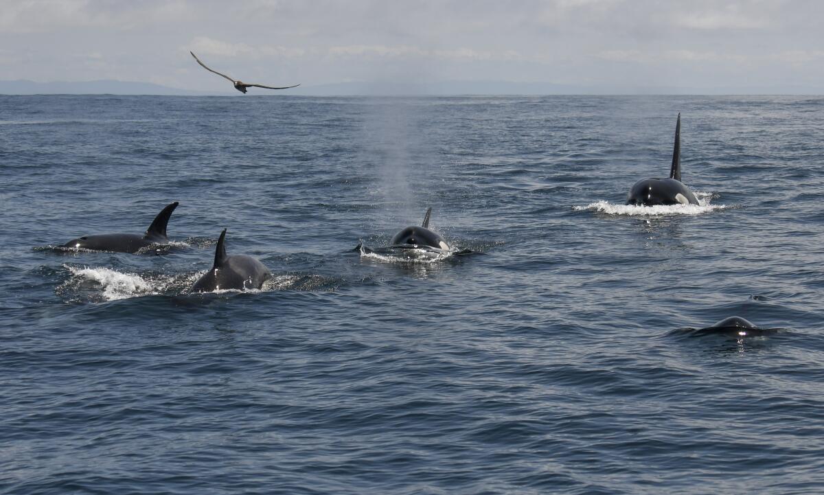 Five killer whales near the Farallon Islands