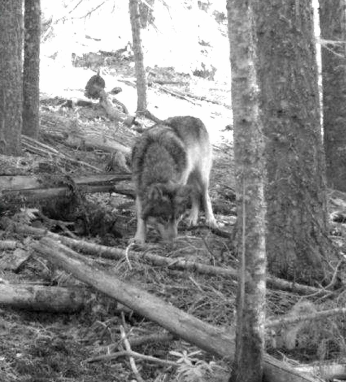 This wolf, known as OR-7, has wandered between Oregon and northern California, forcing the states to determine whether to afford the animal special protections.