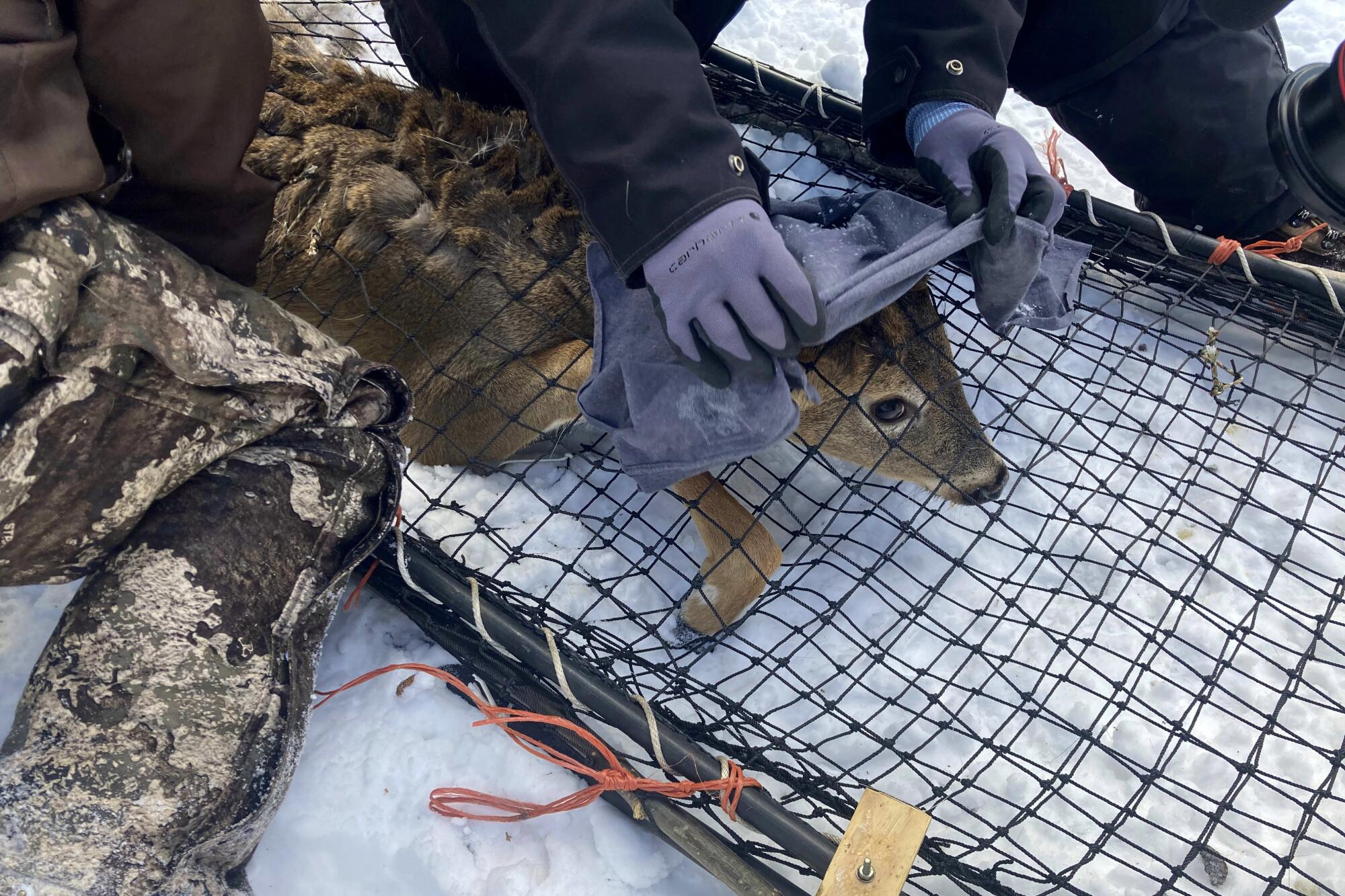A wildlife team restrains a young buck before testing the deer for the coronavirus.