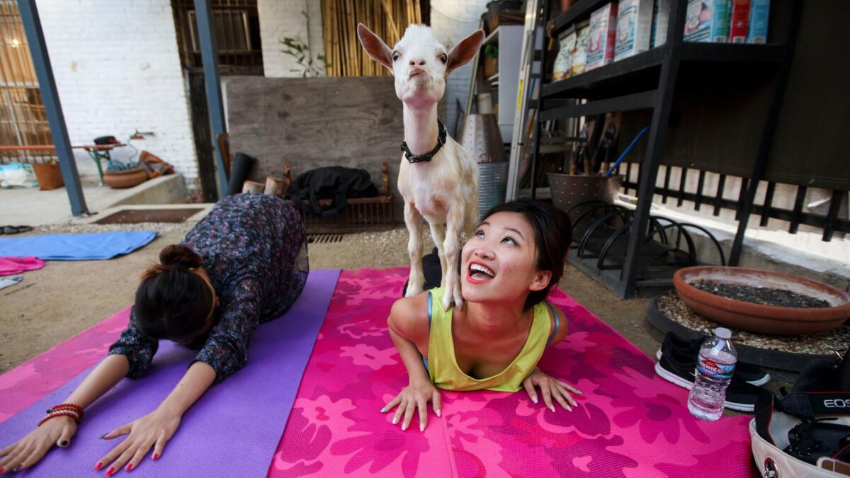 Emily Tang reacts as a baby goat stands on her back during a goat yoga session in the back garden of Acorn in Eagle Rock.