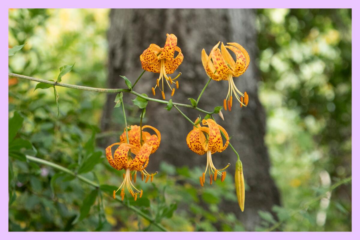 A Humboldt's lily flowers against a backdrop of a California coast live oak.