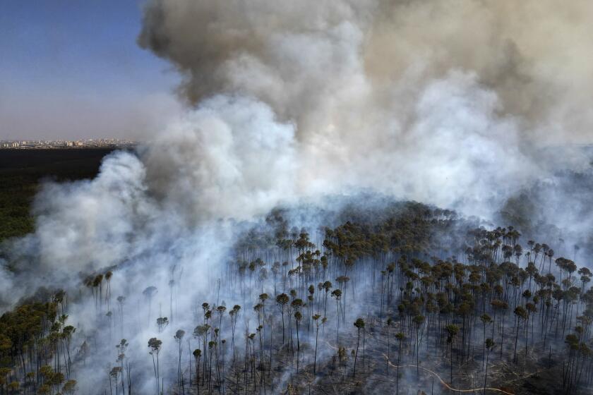 Un incendio avanza en el Bosque Nacional de Brasilia en medio de la temporada de sequía, el martes 3 de septiembre de 2024, en Brasil. (AP Foto/Eraldo Peres)