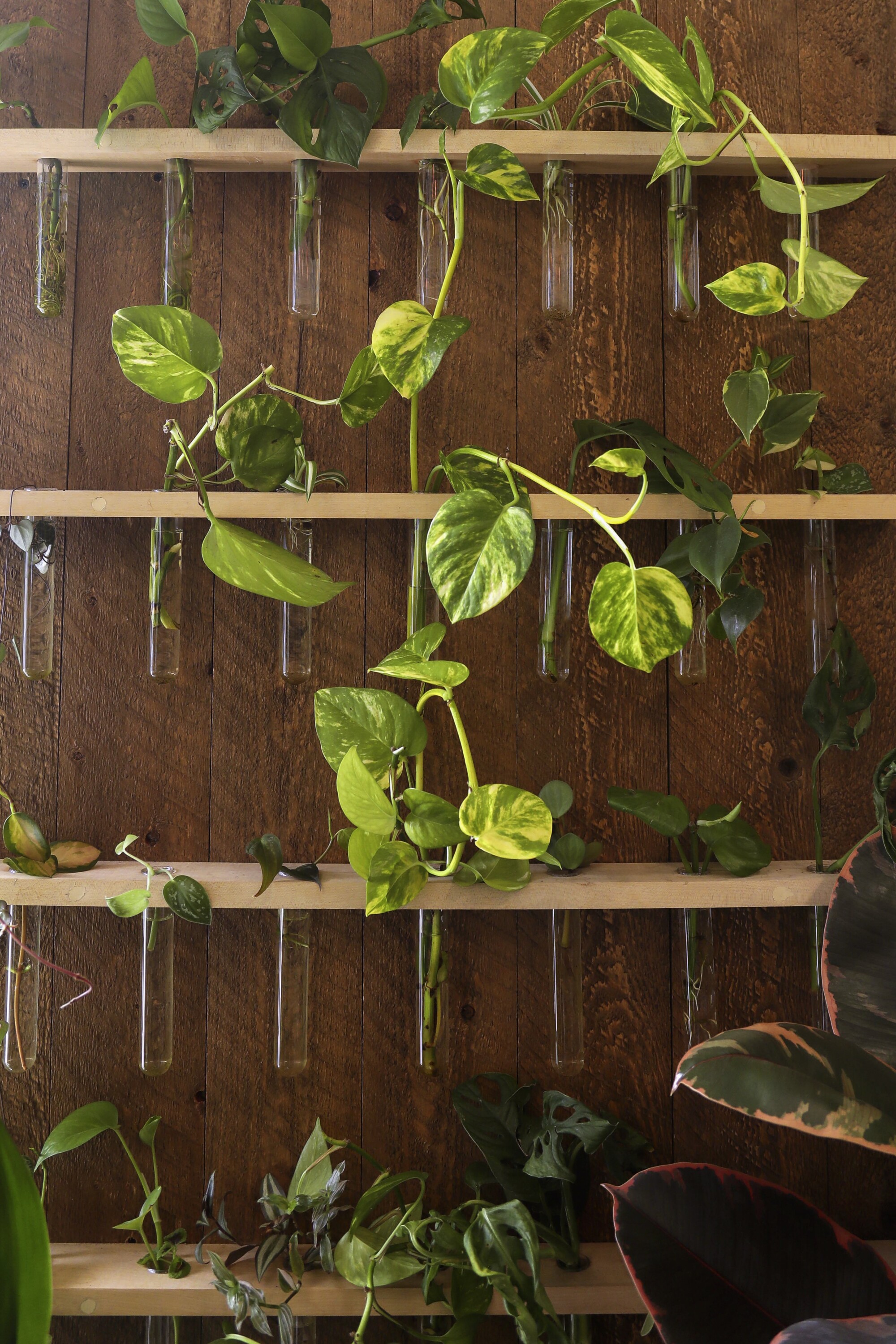 A wall of plant cuttings in tubes of water at SarahCotta Plants.