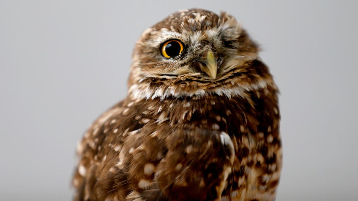 Spartacus, a Western burrowing owl, watches Wednesday's California Coastal Commission meeting in Newport Beach with his one eye. The Sea and Sage Audubon Society brought the owl to the meeting.