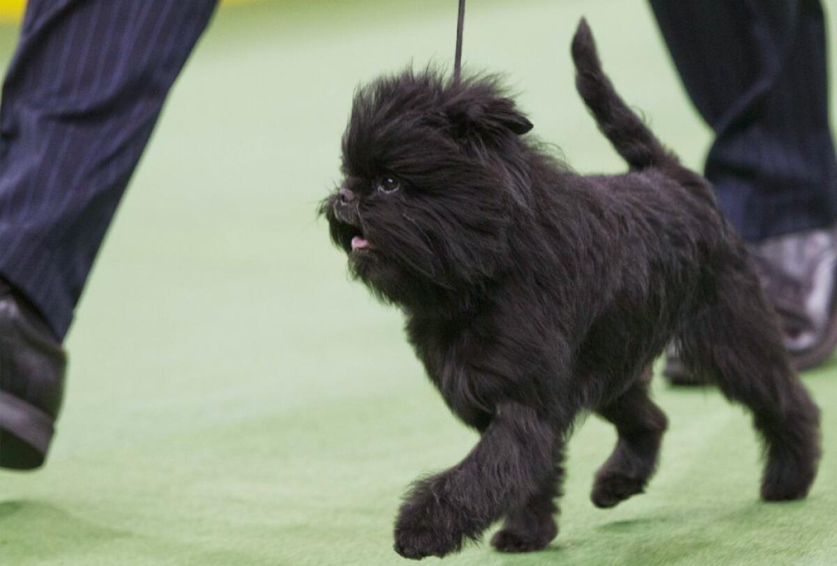 Banana Joe, an affenpinscher and winner of the toy group, was named Best in Show on Tuesday night at the Westminster Kennel Club Dog Show.