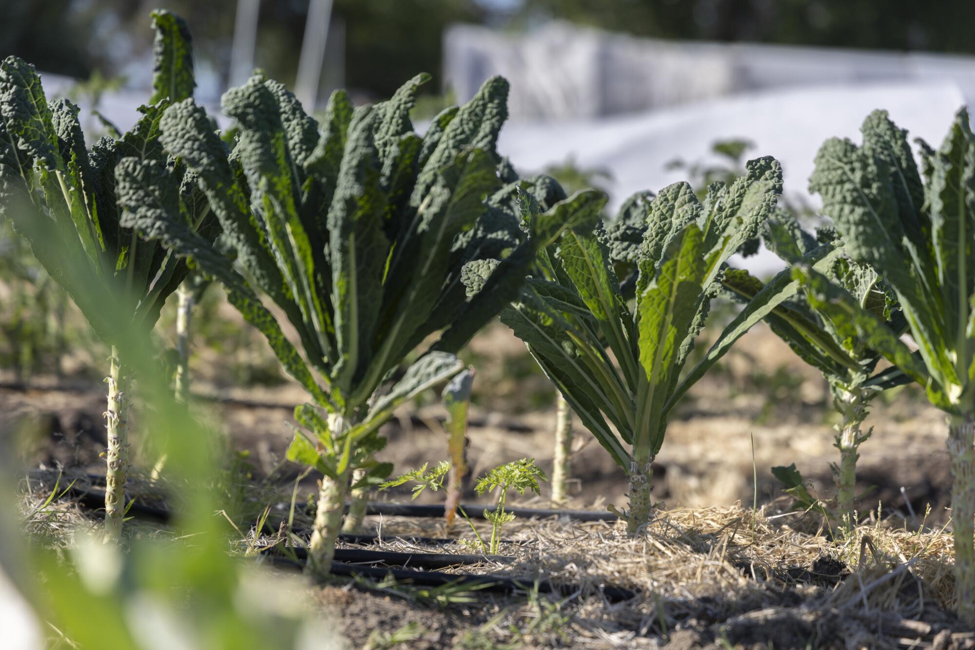Vegetables growing on Urban Tilth farm