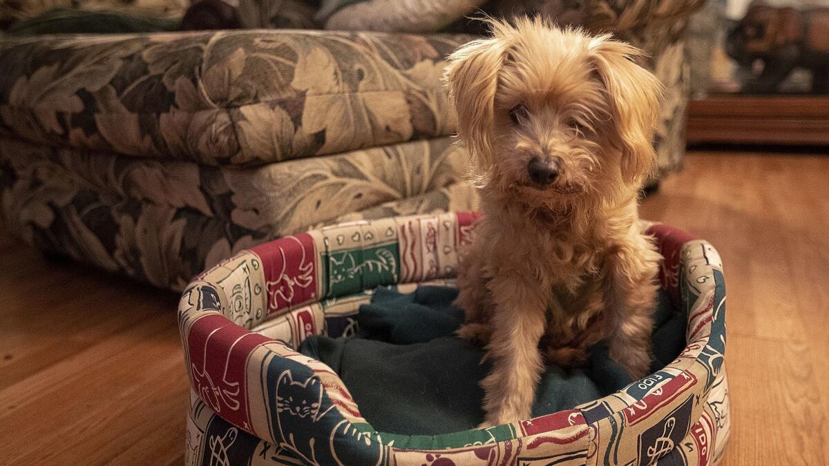 Buddy sits in his bed Thursday at the Costa Mesa home of Paul Hoffman, who is trying to find a permanent place for him to live.