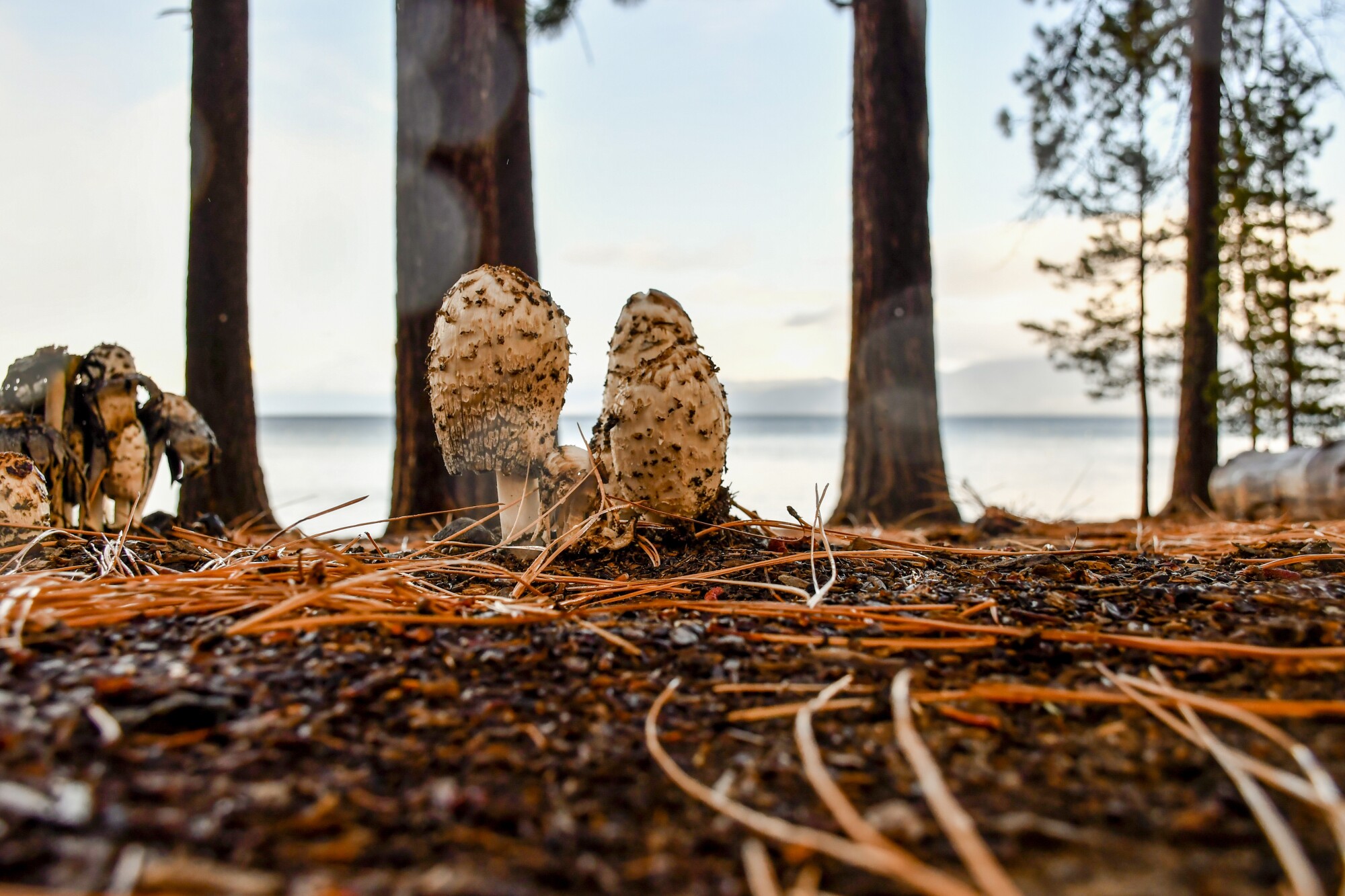 Mushrooms popping up from the ground at Lake Tahoe.