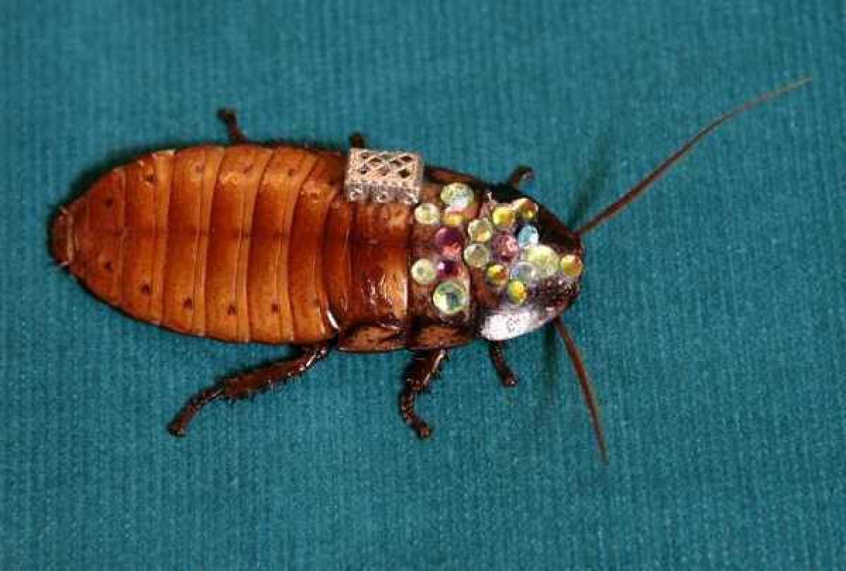 Not just a pretty brooch: This live, jewel-bedecked Madagascar hissing cockroach may be a mere piece of jewelry, but other roaches, outfitted with computer-chip backpacks, may one day serve as search-and-rescue "biobots."