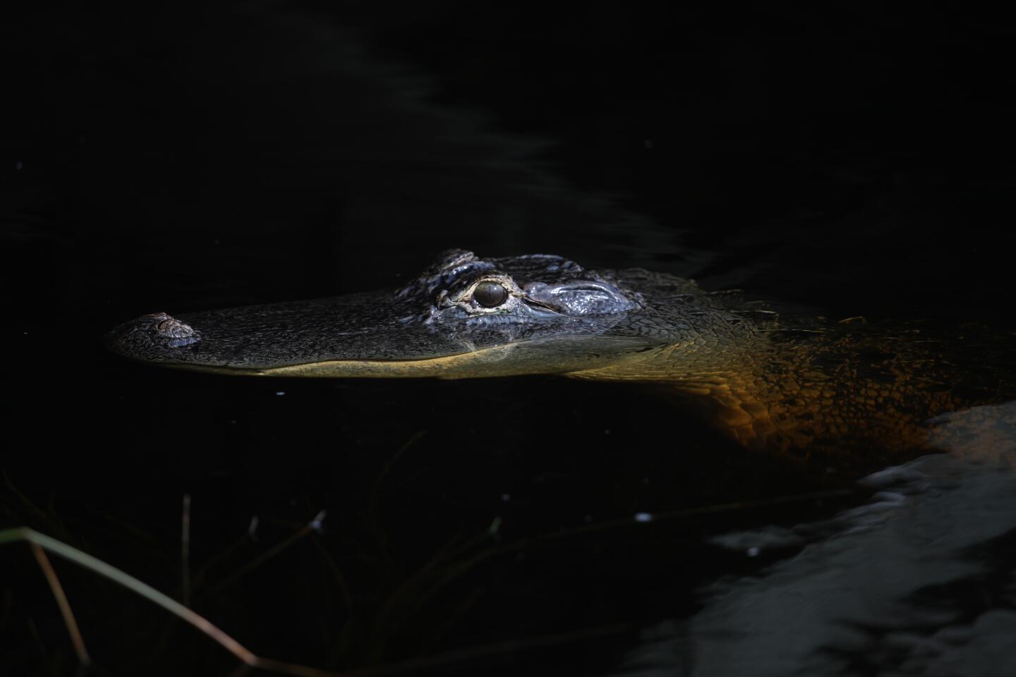 An alligator in the Everglades at night