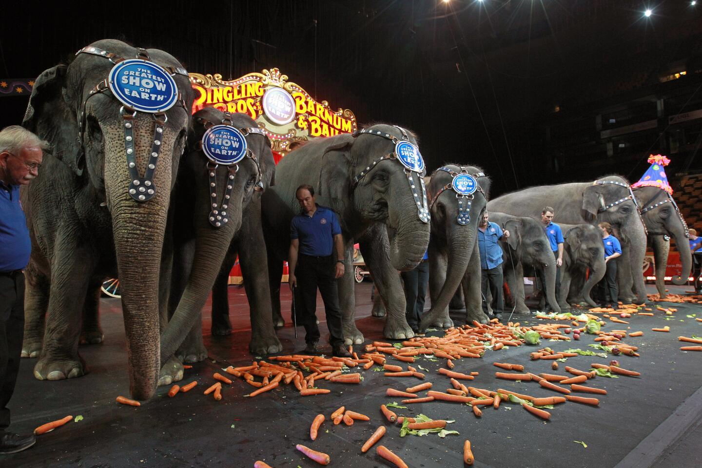Bonnie the Elephant, far right with hat, celebrated her 17th birthday as she and other elephants from the Ringling Brothers Circus had their traditional Brunch on the TD Garden event floor.