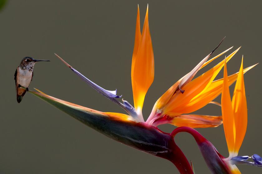 LONG BEACH, CA - SEP. 4, 2020. A hhhummingbird perches on a bird of paradise bloom ahead of a heatwave that is forecast to begin on Saturday, Sept. 5, 2020. The weather event has the potential to set all-time record hot temperatures throughout Southern California through the Labor Day weekend. (Luis Sinco / Los Angeles Times)