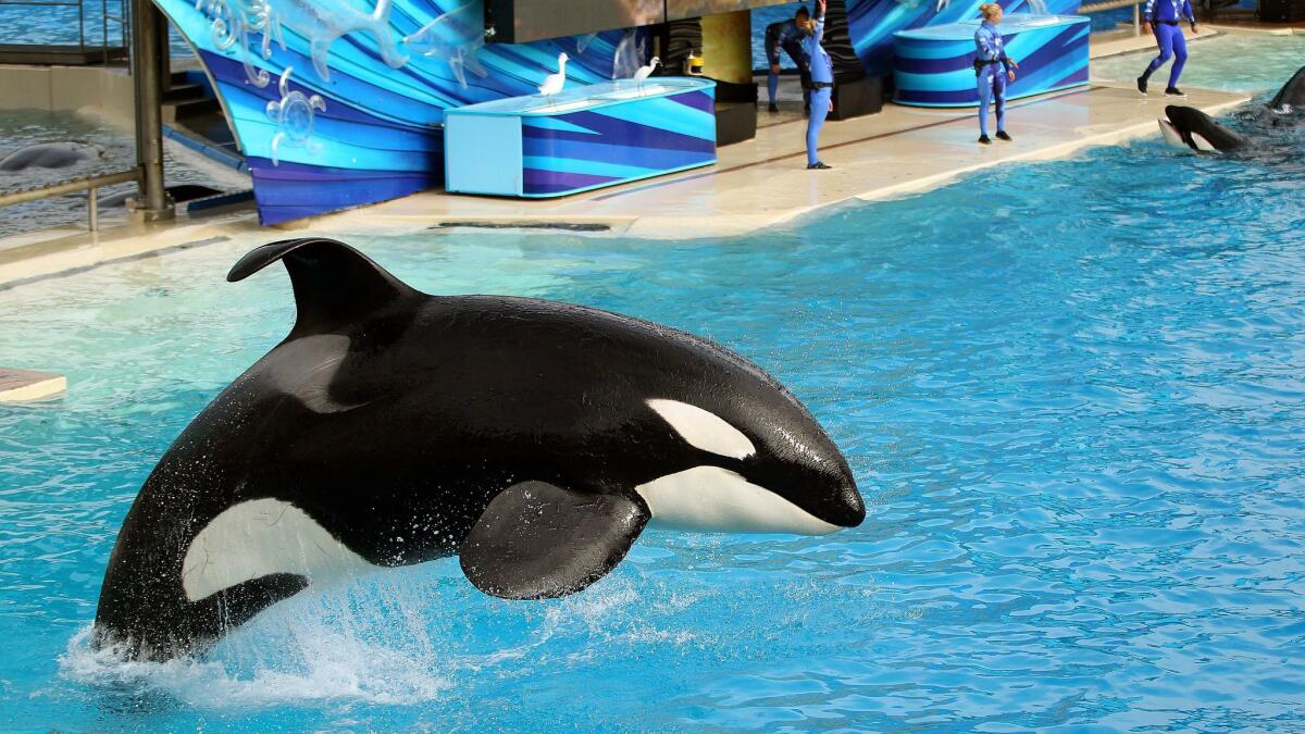 SeaWorld San Diego's theatrical Shamu show, One Ocean, will end Sunday and will be replaced this summer with a new Orca Encounter designed to showcase the killer whales' natural behaviors in the wild.
