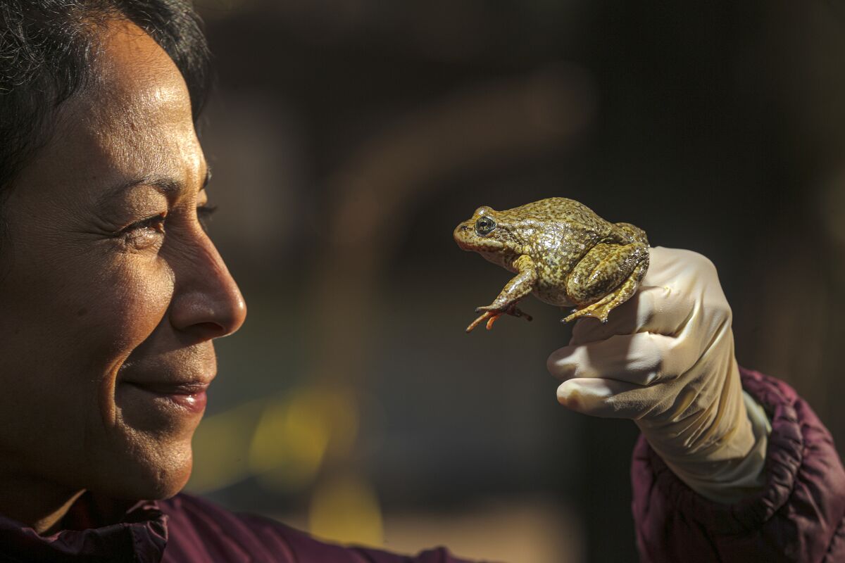U.S. Geological Survey biologist Elizabeth Gallegos holds an endangered frog.