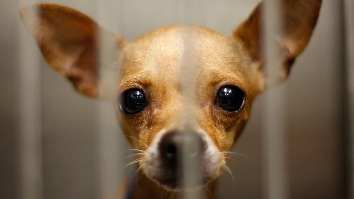 A dog at a Los Angeles Department of Animal Services shelter.