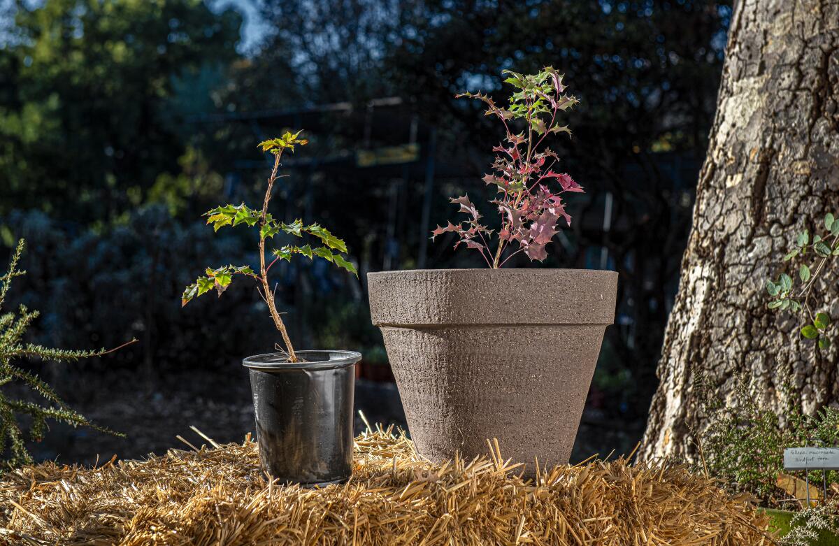 Oregon grape 