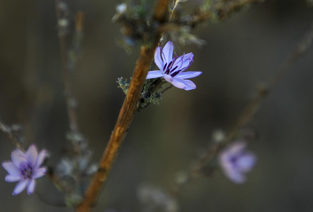 Wildflowers in the Alta Canyada neighborhood