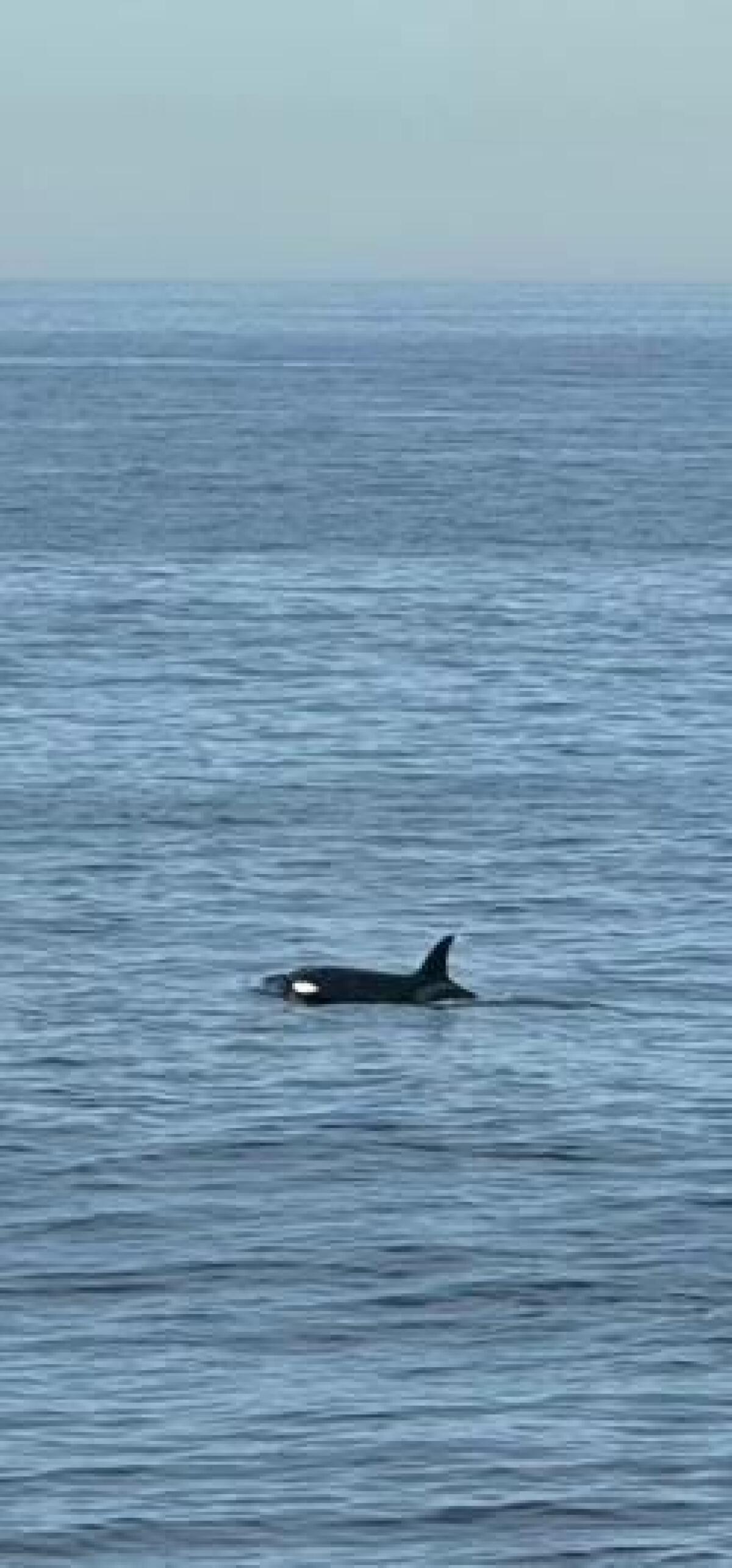 An orca is pictured Jan. 28 from the stairs leading to La Jolla Cove.