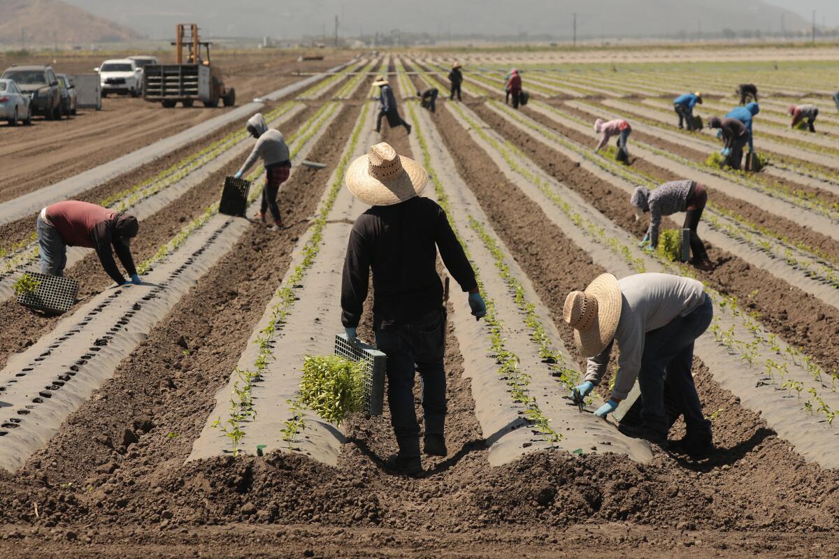 Workers plant Jalapenos in a farm field