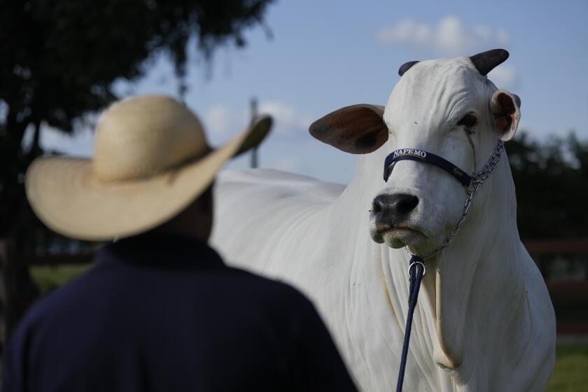 Viatina-19, la vaca más cara subastada según el Libro Guinness de Récords Mundiales, en una granja en Uberaba, estado Minas Gerais, Brasil, el 26 de abril de 2024. (Foto AP /Silvia Izquierdo)