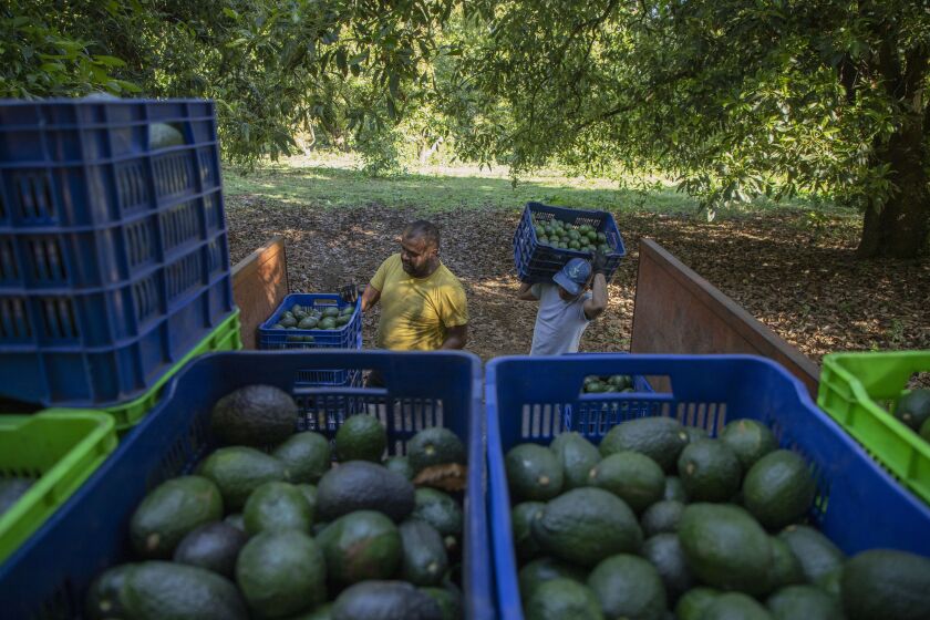 Men harvest avocados at an orchard in Santa Ana Zirosto, Michoacan state, Mexico, Thursday, Jan. 26, 2023. (AP Photo/Armando Solis)
