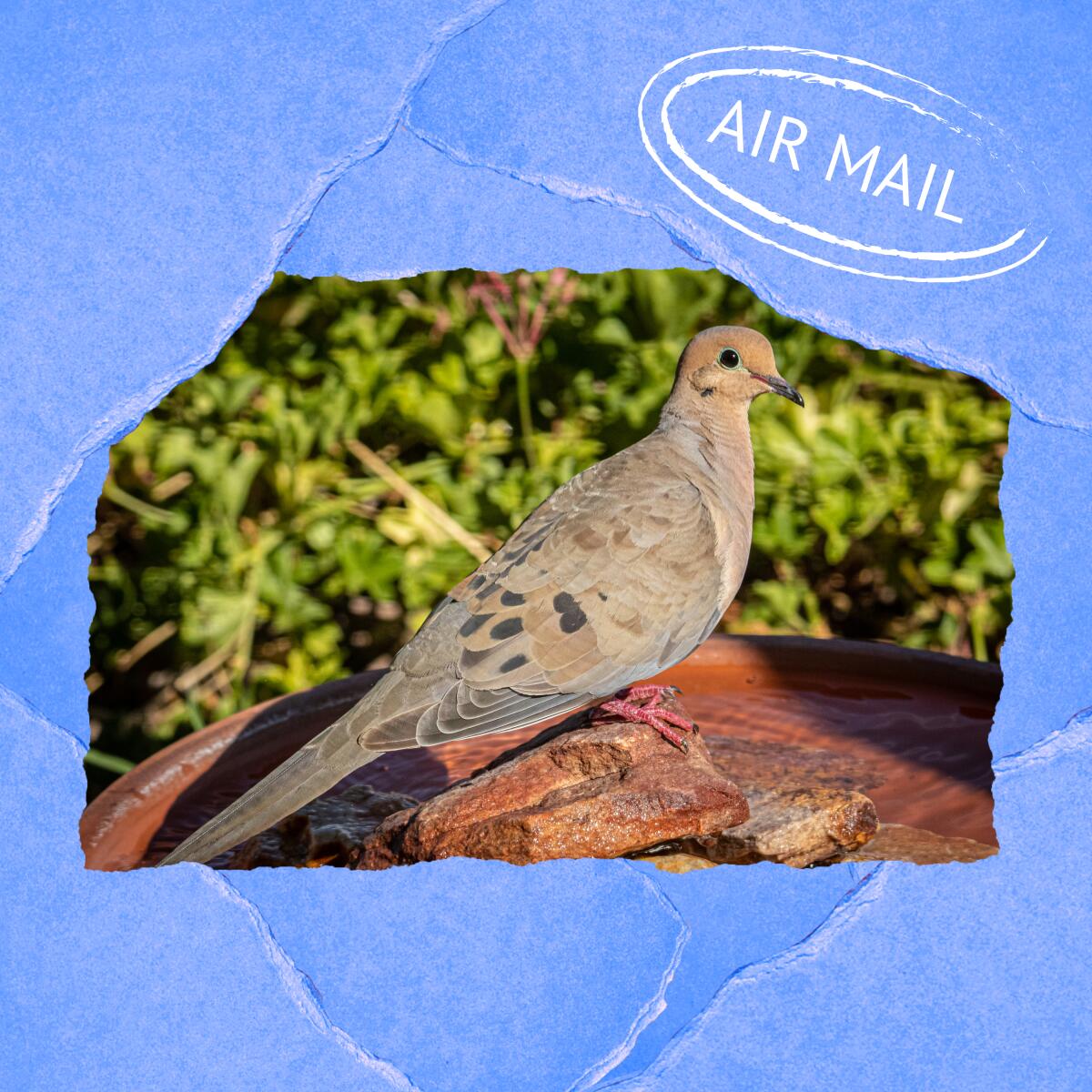 A mourning dove on an illustrated background with an "Air Mail" stamp