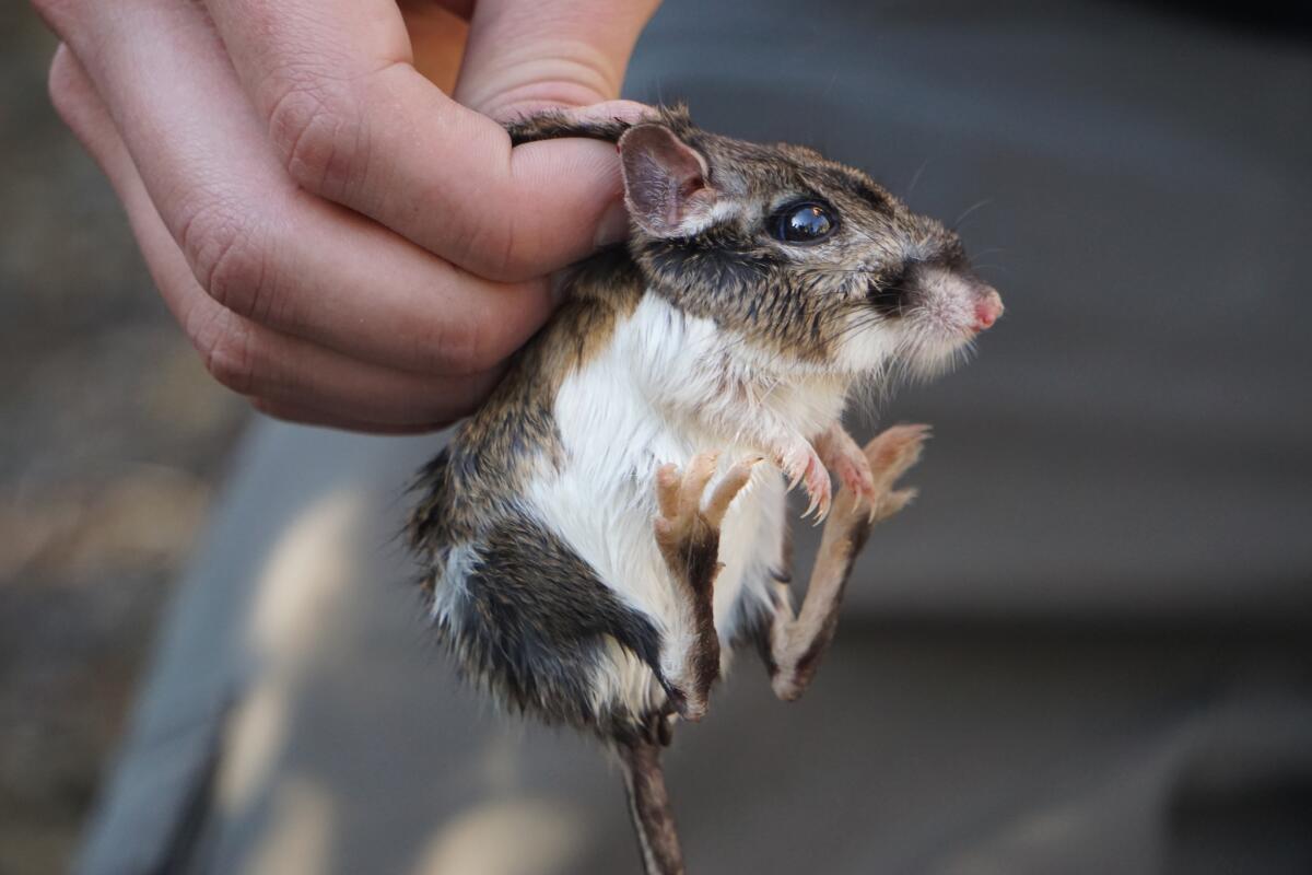 A Santa Cruz kangaroo rat is held in a person's hands.