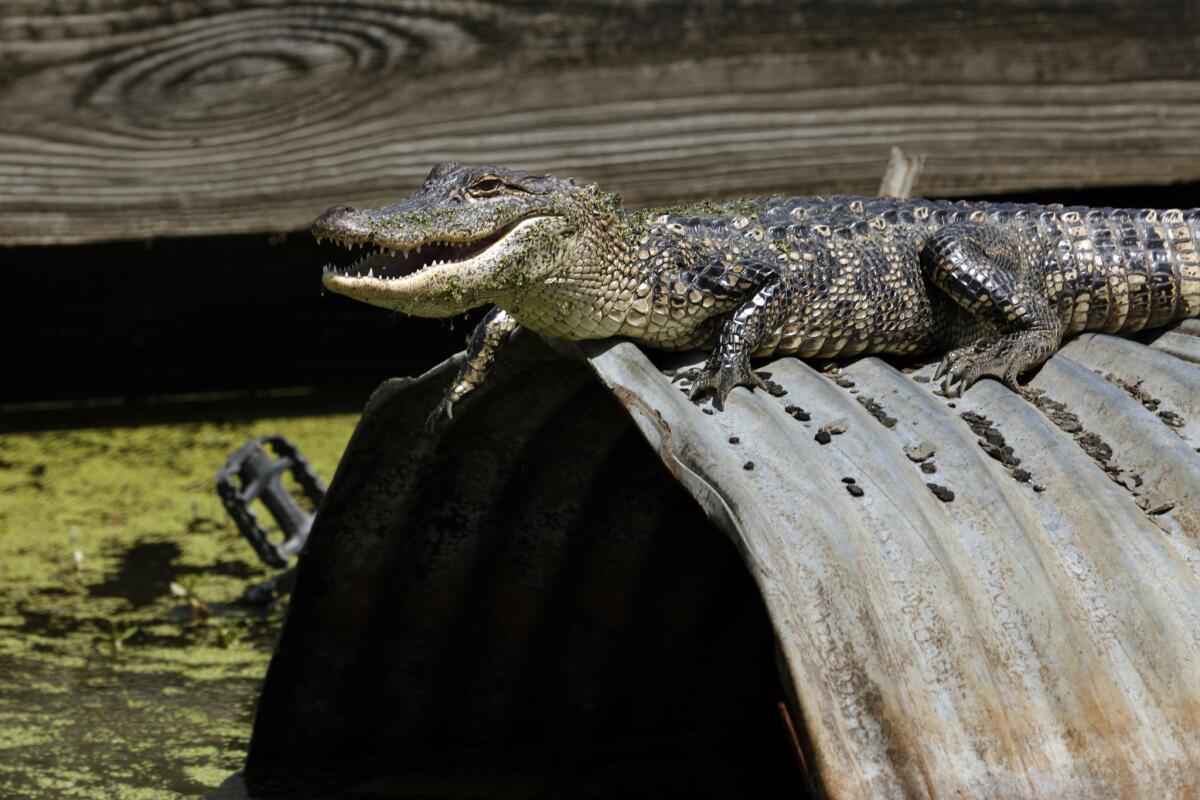 An alligator on the Isle of Jean Charles. (Carolyn Cole / Los Angeles Times)