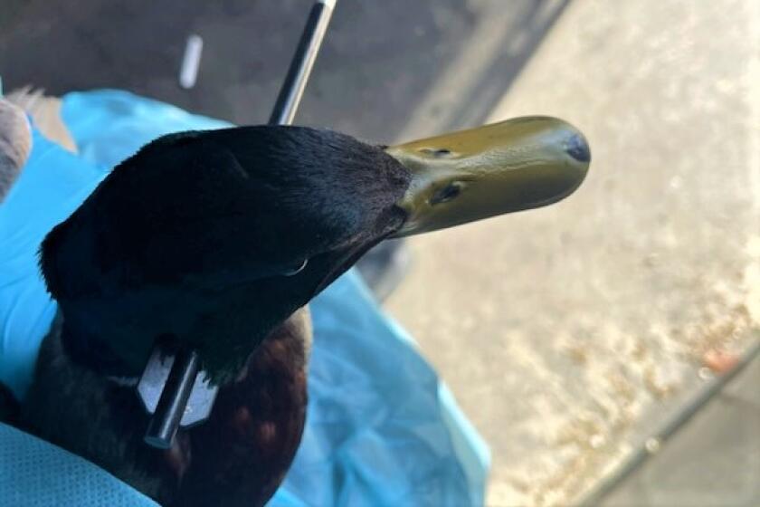 A mallard with an arrow in its neck, seen by Newport Beach police Saturday and caught in Costa Mesa Sunday, is recovering.