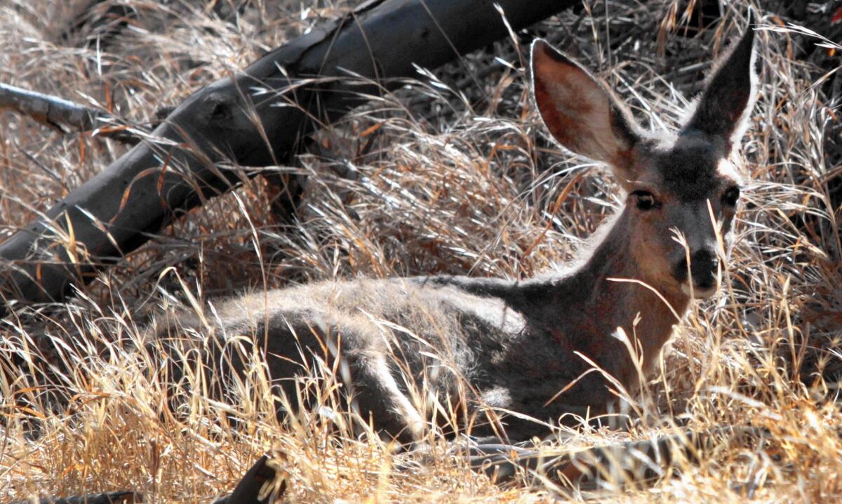 Scrawny and covered with insects, a California mule deer fawn lies in parched grass after looking for food in Descanso Canyon on Santa Catalina Island. The ongoing drought has hit the state's wildlife hard.
