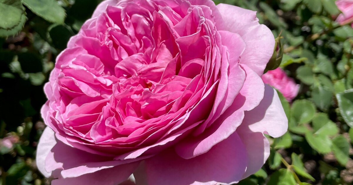 There’s a rose to suit every garden. Here’s how to find yours