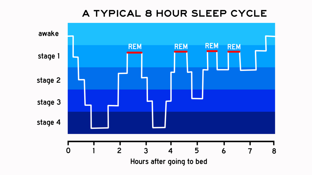 An illustration of the REM sleep cycle for most people.